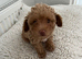 Tiny Toy Poodle