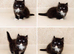 REDUCED Rare Munchkin Minuet (Persian Munchkin) Kittens