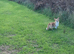 Clyde - Red & White Male (1 1/2 years old)