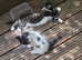 Cute kittens for sale (NEED GONE ASAP)