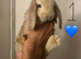 Pure Bred French Lops