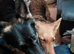 Pure straight back German Shepherds
