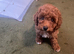 toy poodle