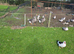 This years birds