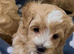 F1 Maltipoo Puppies Extensively DNA Lab Tested Parents