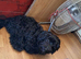 Beautiful CockerSpanial X Poodle pups