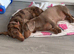 Male dachshund Isabella & tan