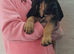Bloodhound Puppies