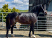 lovely 3yr old C filly