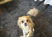 Long haired chihuahua boy