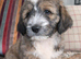 Handsome Harry &ndash; 6 month Old Tibetan Terrier Puppy Looking for His Forever Home