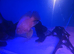 Breeding pair of parrot fish