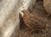 3 male Japonise quail