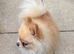 Lovely little Pom girl looking for her forever home.