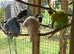 Beautiful Baby Budgies