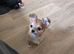 Tea cup chihuahua