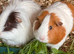 Male Guinea Pigs Looking for Loving Homes