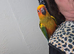 Hand reared sun conure
