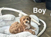Layla cockapoo boys 18weeks old