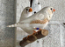 Pair of zebra finches and their chicks