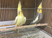 Pair Cocktail