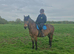 Lovely gelding
