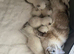 Pure Ragdoll Kittens