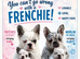 Two male french bulldog pups KC registered