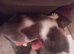 Kittens looking for there forever homes