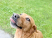 Labrador’s