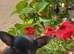 Tiny girl chihuahua