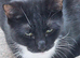 One cat,giving for 20 pound