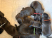 1 brown/brindle girl left!