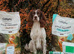 Premium Rare F1 Sproodle Pups – Champion Lines