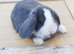 Minilop bunnies- Updated(28/08/26)