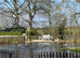 Ducks for family pond wanted