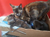Kittens