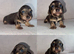 Gorgeous Miniature Dachshunds