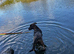 6month old Dutch herder x