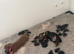 Miniature dachshunds true to type