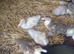 Muscovy ducklings