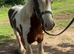 13hh ride and drive gelding