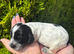 Working cocker spaniels