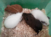 Female Guinea pigs