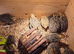 Coturnix Quail chicks