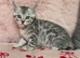 Bengal x Mainecoone boys