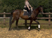 16hh tb filly.