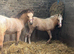 Buckskin/spotty WPB colt