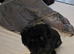 Lovely black maltipoo