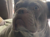 2 year old French bulldog